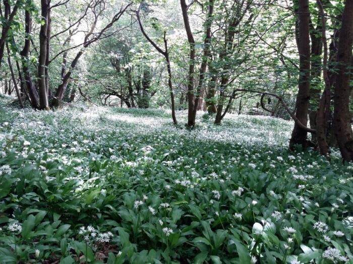 Bilston Glen Older woodland