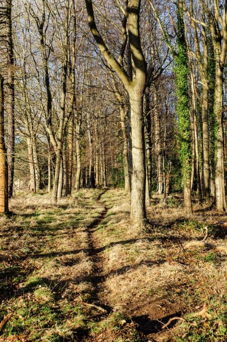 Woodland path, Dalkeith Park