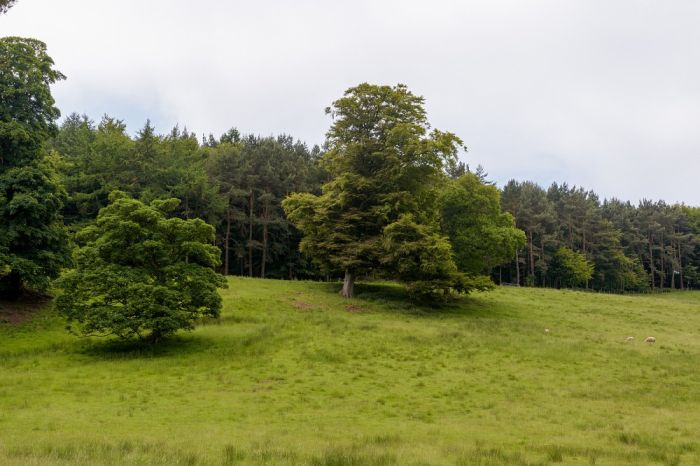 Dalmeny - open land in the east of the area