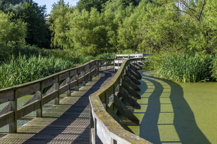 Figgate Park - boardwalk at the pond