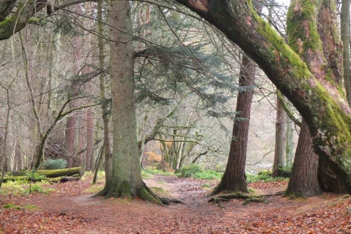 South Park Wood - path on south bank of the River Tweed