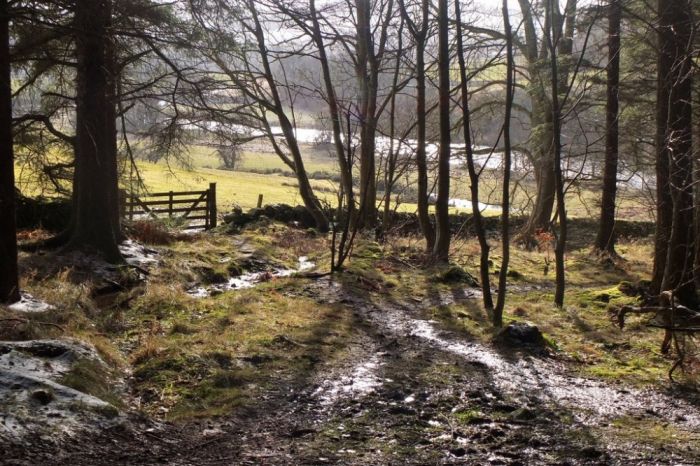 Southern edge of South Park Wood, above the River Tweed