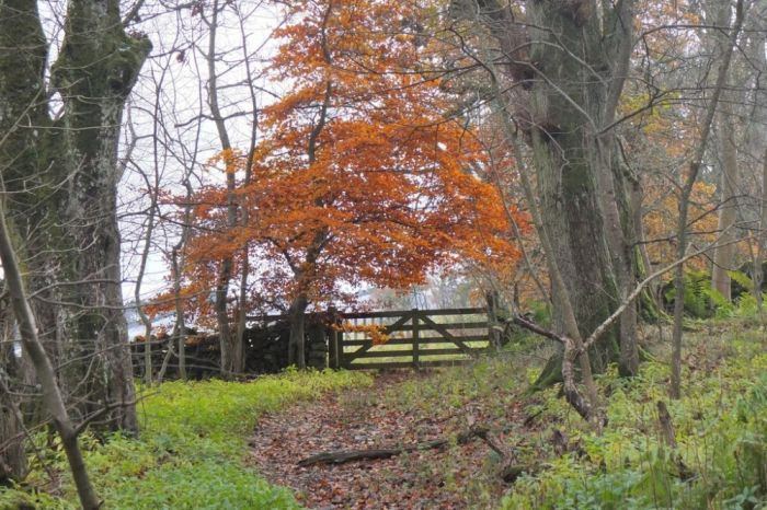 South Park Wood - gate at SE side