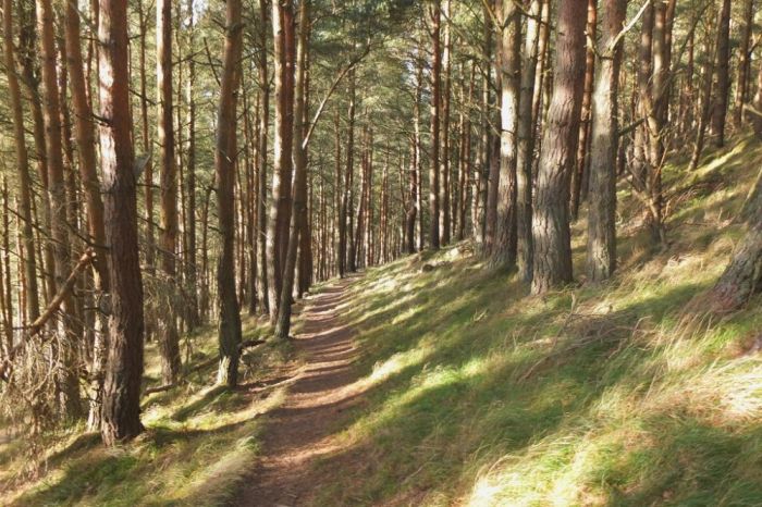 South Park Wood - path through the southern wood