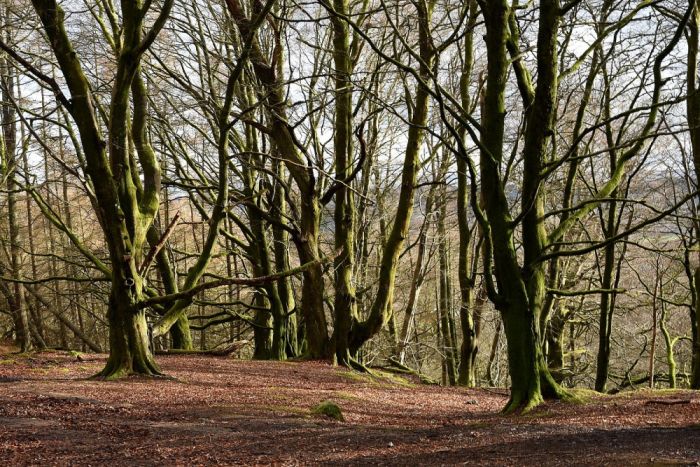 Beech forest, CSC Heat
