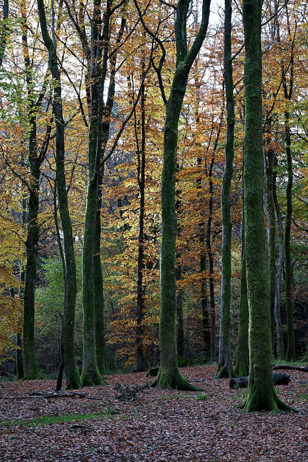 Woodland in Pollok Park