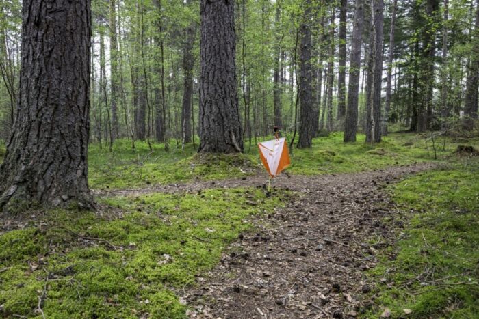 Control 149; Many courses started in a strip of forest