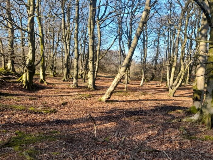 Forest at Brown Clee Hill