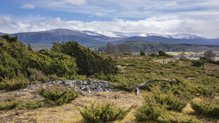 Juniper and the Feshie ridge