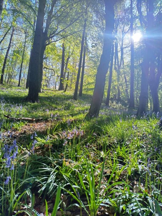 Woodland on Kinnoull Hill
