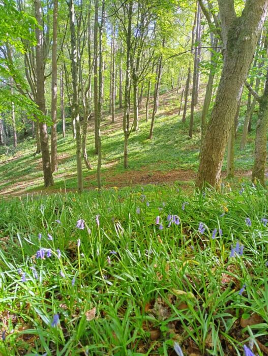Bluebells on Kinnoull Hill