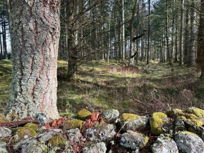 Mature conifer forest